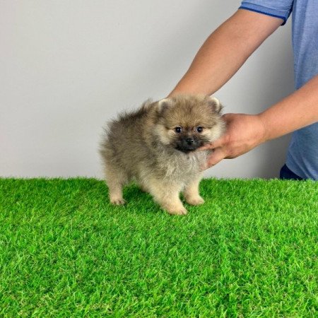 Pomerániai törpespitz