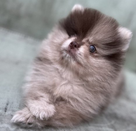 Pomerániai törpe spicc