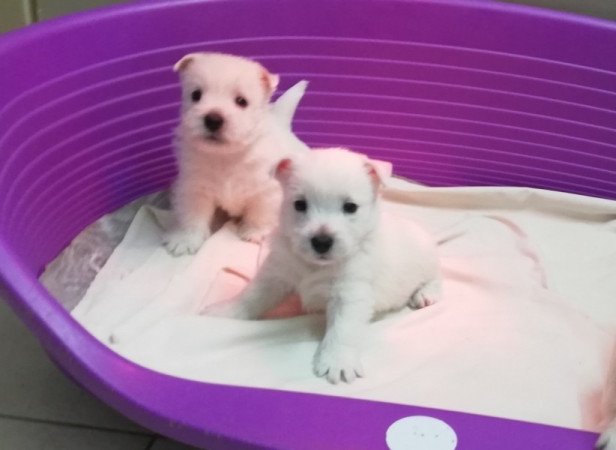 West highland white terrier