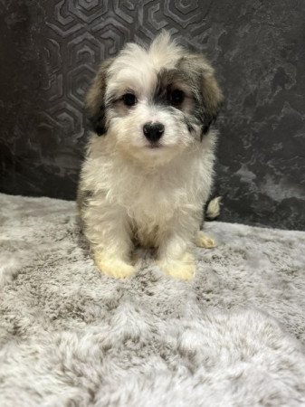 Bichon Havanese