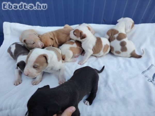 Amerikai Staffordshire jellegű kiskutyàk