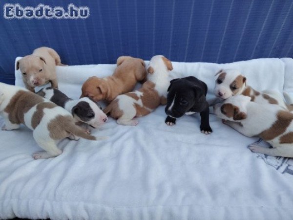 Amerikai Staffordshire jellegű kiskutyàk