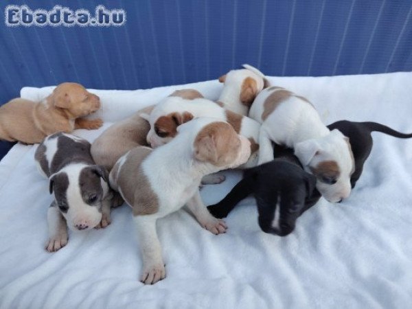 Amerikai Staffordshire jellegű kiskutyàk