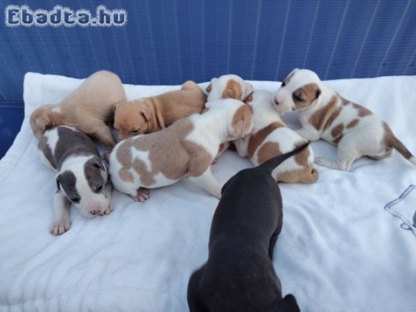 Amerikai Staffordshire jellegű kiskutyàk