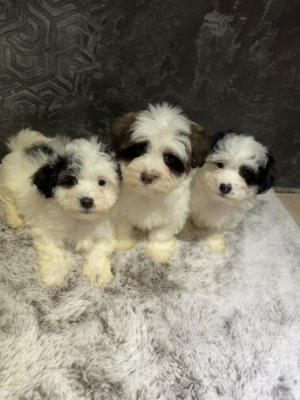 Bichon Havanese