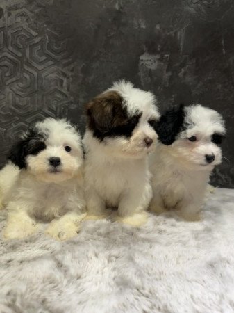 Bichon Havanese