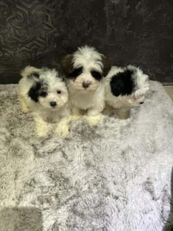 Bichon Havanese