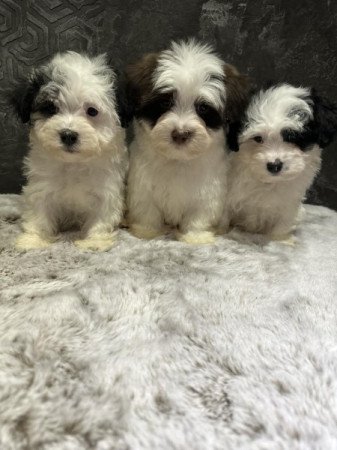 Bichon Havanese