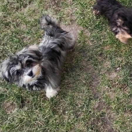 Bichon havanese