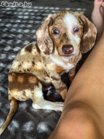 Harlekin Tacskó eladó