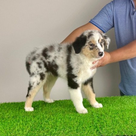 Ausztrál juhászkutya