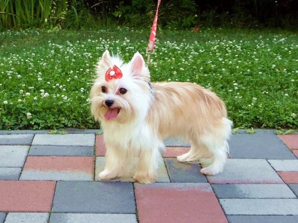 Yorkshire Terrier, Yorki