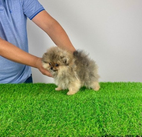 Pomerániai törpespitz