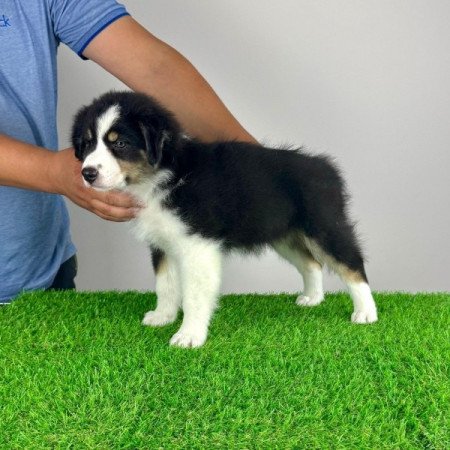 Ausztrál juhászkutya