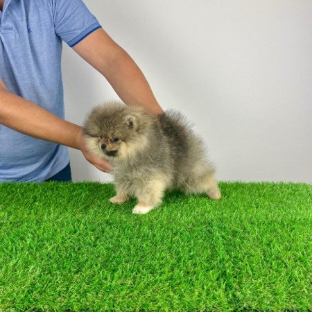 Pomerániai törpespitz