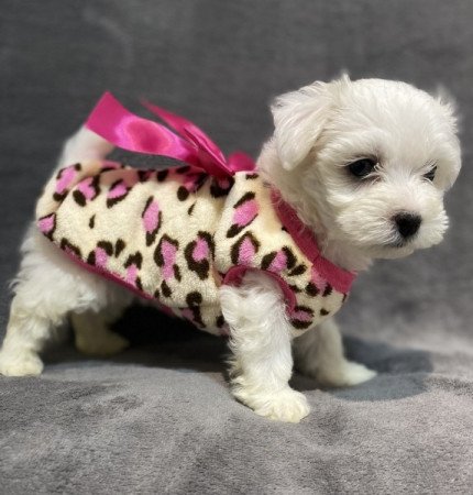 Bison havanese