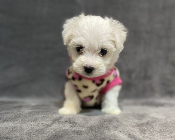 Bison havanese