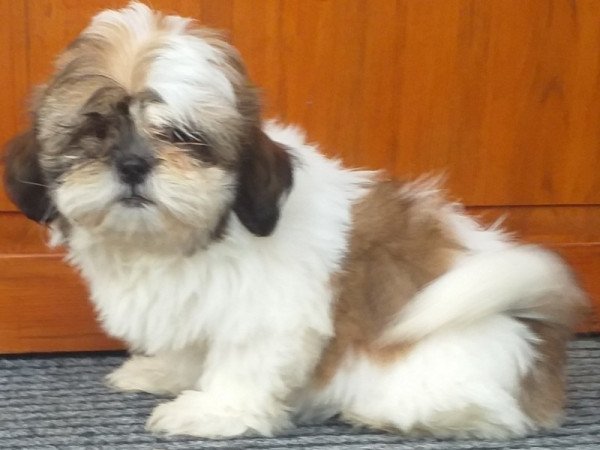 Shih-tzu