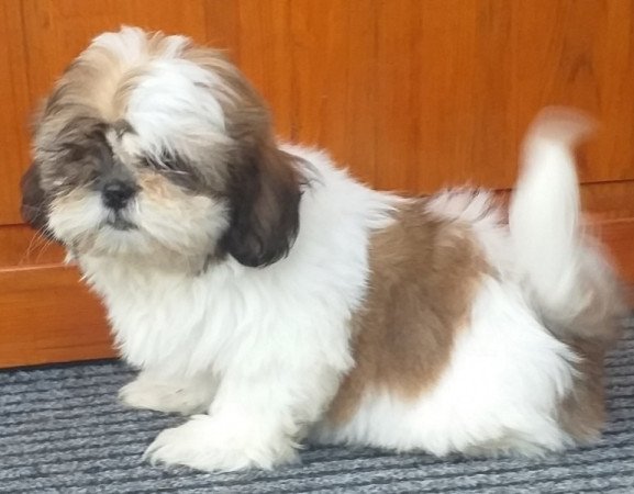 Shih-tzu