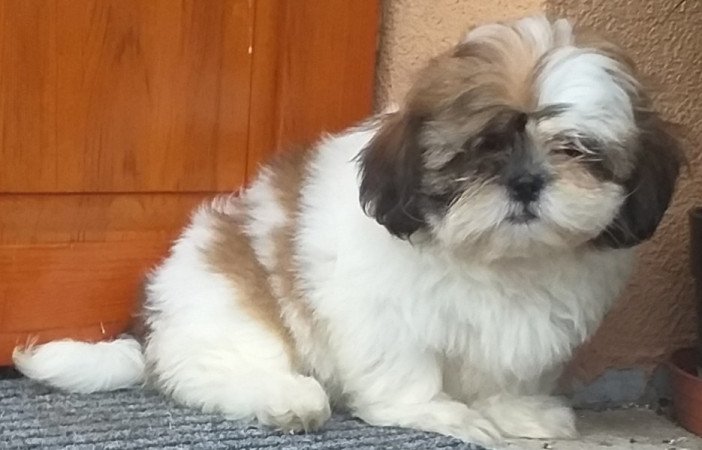 Shih-tzu