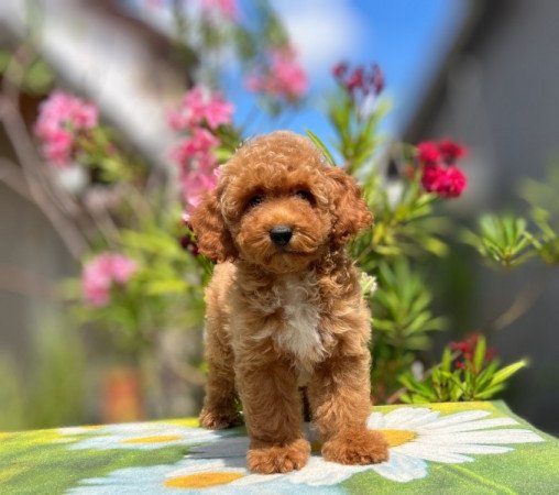 Maltipoo
