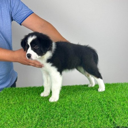 Ausztrál juhászkutya