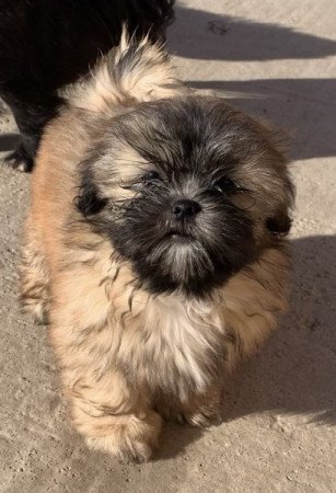 Shih tzu