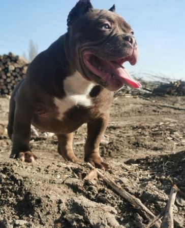 American bully micro