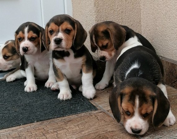 Beagle