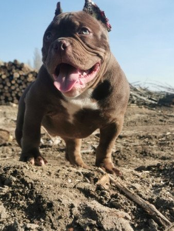 American bully micro