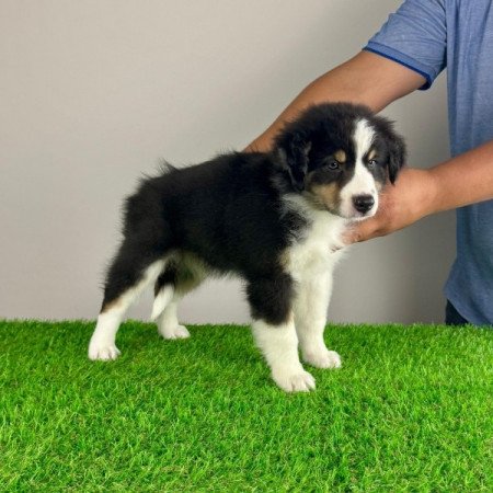 Ausztrál juhászkutya