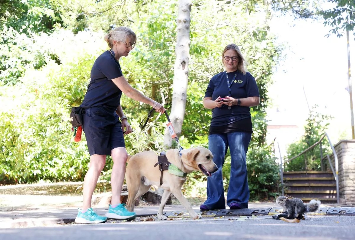 Trükk a figyelmes kutyáért