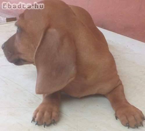 tacsko kolykok  eladok