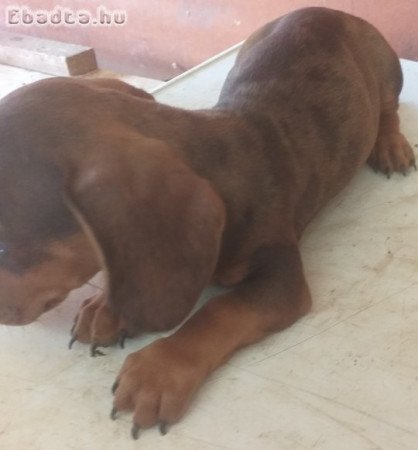 tacsko kolykok  eladok