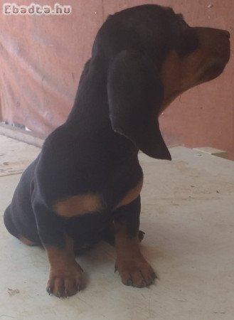 tacsko kolykok  eladok