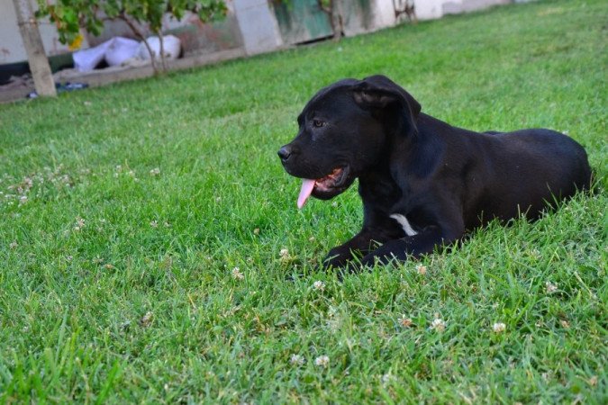 Cane corso