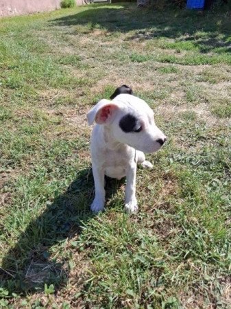 Amerikai Staffordshire Terrier