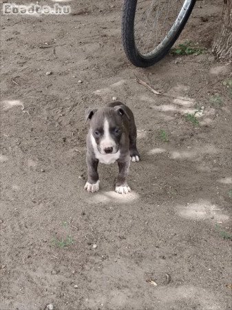 Amerikai staffordshire terrier kiskutyák