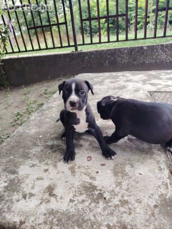 Amerikai staffordshire terrier kiskutyák