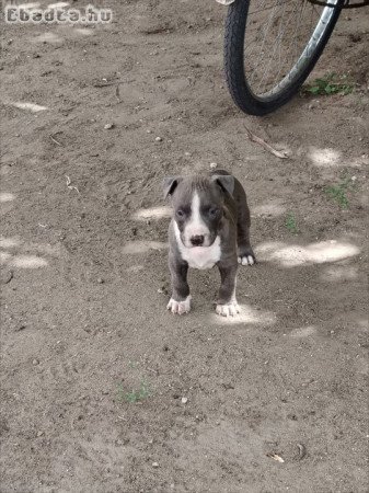 Amerikai staffordshire terrier kiskutyák