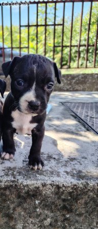 Amerikai staffordshire terrier kiskutyák