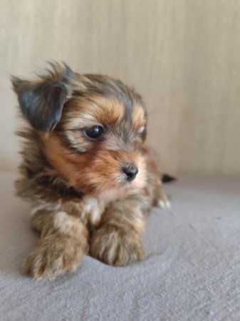 Yorkshire terrier