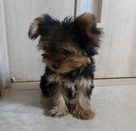 Yorkshire terrierr