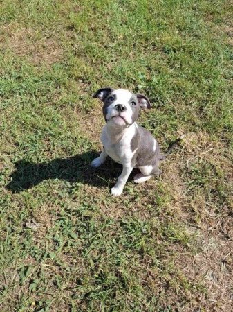 Amerikai Staffordshire Terrier