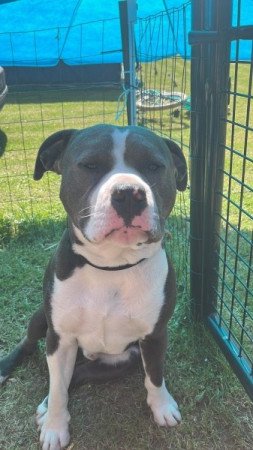 Amerikai Staffordshire Terrier