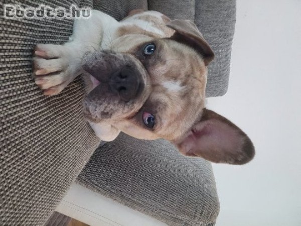 11 hónapos franciabulldog
