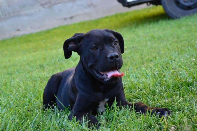 Cane corso