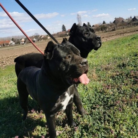 Cane corso