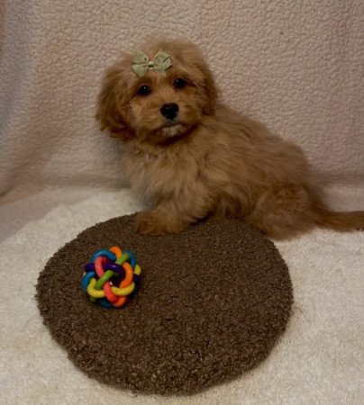 Cavapoo cavalier es torpe uszkar