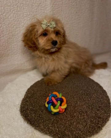 Cavapoo cavalier es torpe uszkar